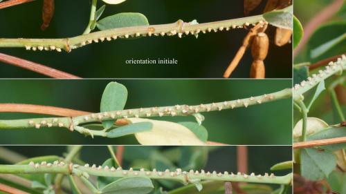 Ricania speculum